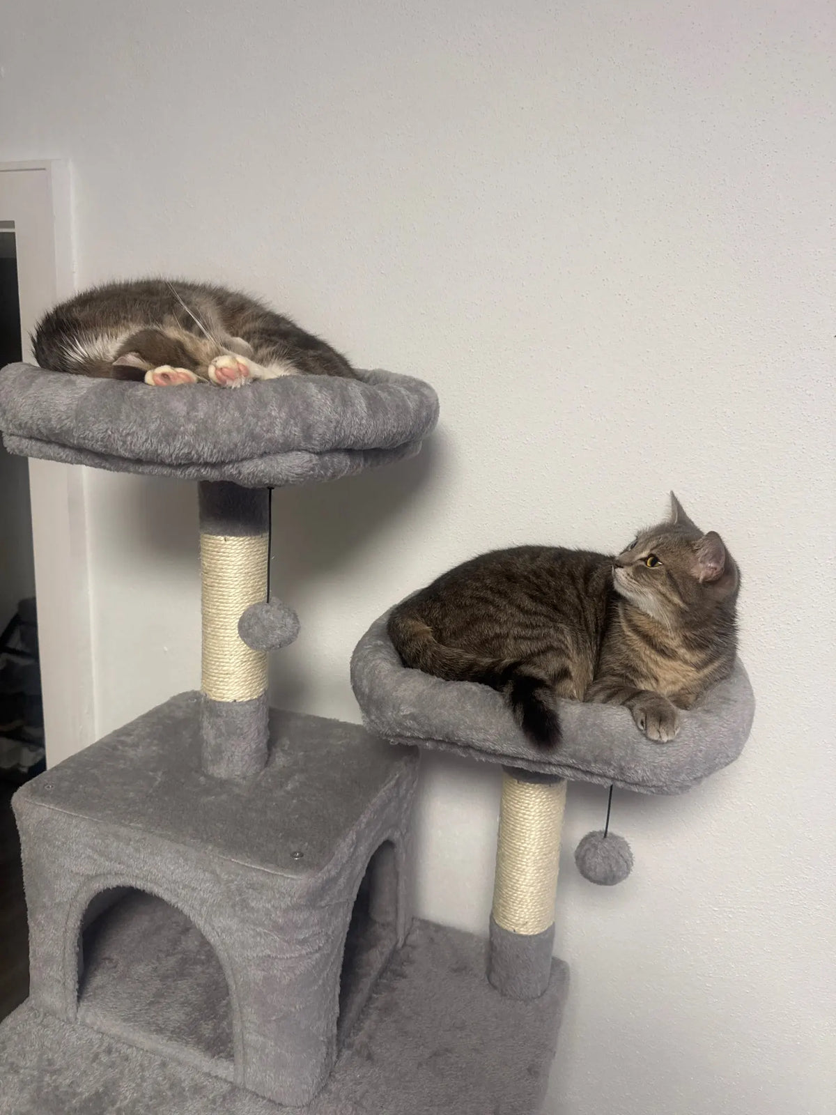 Deux chats tigrés couchés sur les plateformes d’un arbre à chat Altitude gris