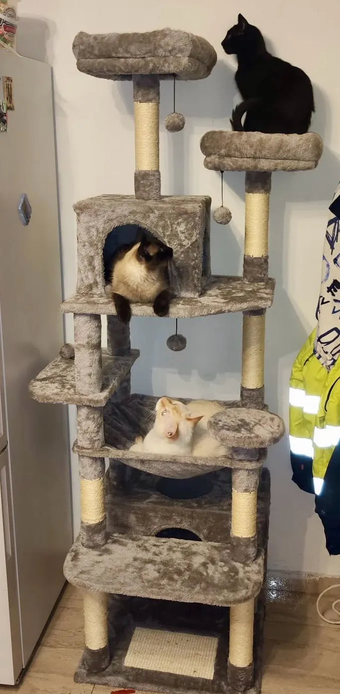 Deux chats sur les plateformes d’un arbre à chat Altitude gris