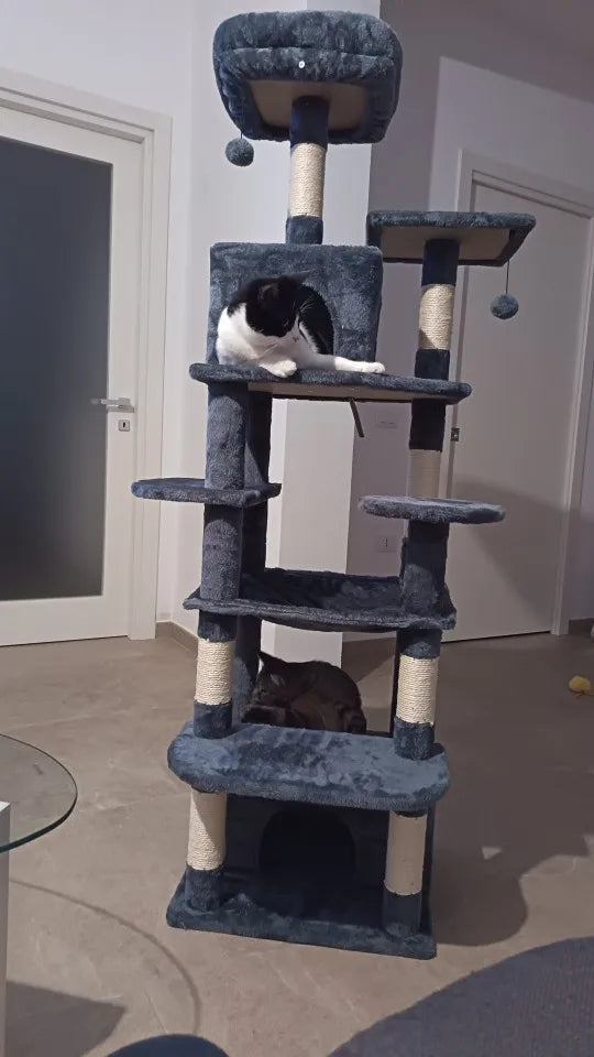 Chats noir et blanc sur un arbre à chat Altitude gris anthracite